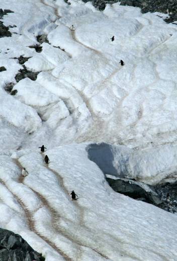3 Top Destinations to Spot Incredible Arctic Animals in the Wild