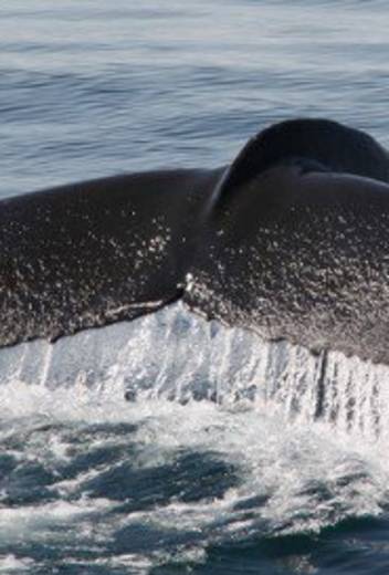 3 Top Destinations to Spot Incredible Arctic Animals in the Wild