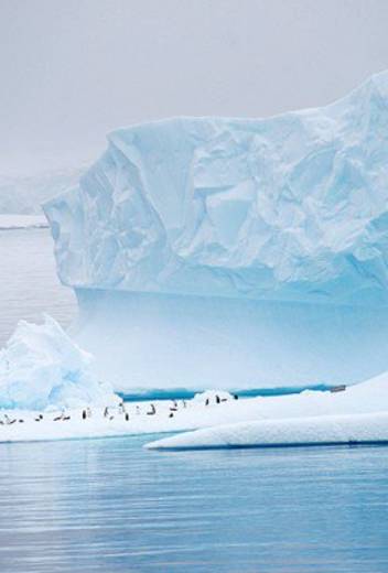 3 Top Destinations to Spot Incredible Arctic Animals in the Wild