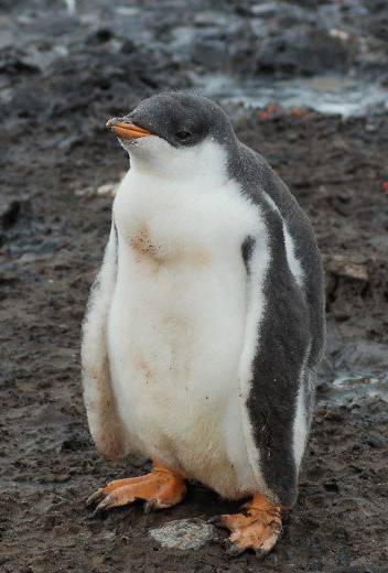 3 Top Destinations to Spot Incredible Arctic Animals in the Wild