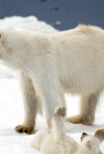 3 Top Destinations to Spot Incredible Arctic Animals in the Wild