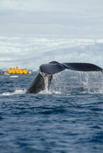 Antarctic Explorer: Discovering the 7th Continent