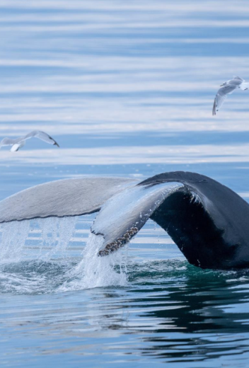 Whales of the High Arctic: Species You’ll Encounter in Svalbard 
