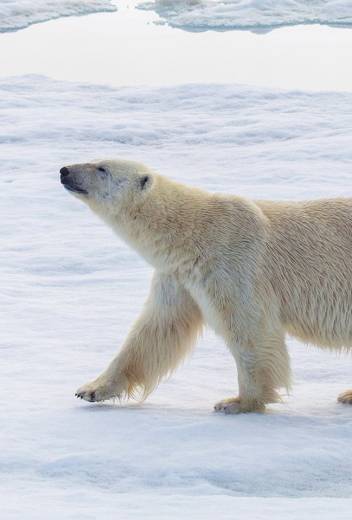 Polar bear in Svalbard