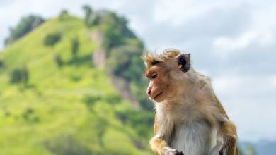 Highlights of Northern Sri Lanka