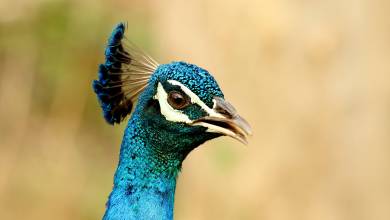 Cycle Kerala & Tropical India