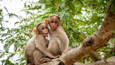 Cycle Kerala & Tropical India