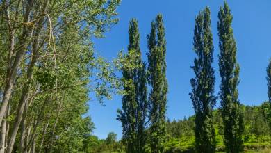 Trekking the Camino de Santiago