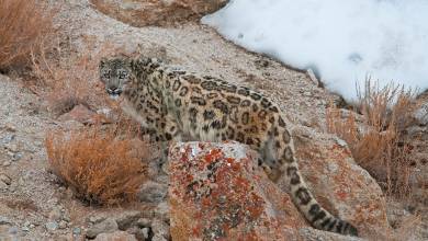 Search for Snow Leopards with Valerie Parkinson