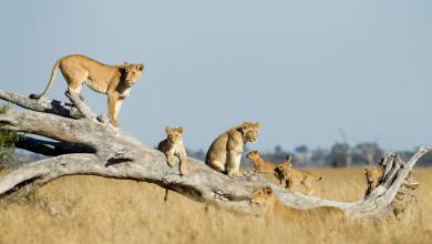 Botswana & Zimbabwe Lodge Safari