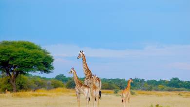 Botswana & Zimbabwe Lodge Safari