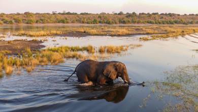 Botswana & Zimbabwe Lodge Safari