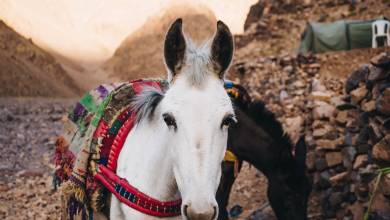 Climb Morocco’s Mt Toubkal