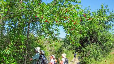 Tuscany Walks & Chianti Wines
