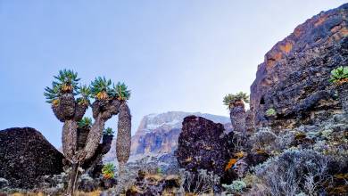 Kilimanjaro Climb – Lemosho Route