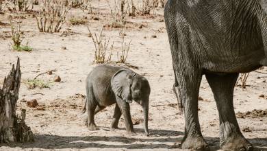 Botswana & Zimbabwe Lodge Safari