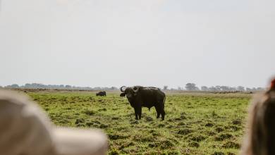 Botswana & Zimbabwe Lodge Safari