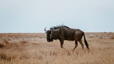 Botswana & Zimbabwe Lodge Safari