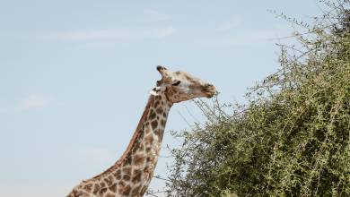 Botswana & Zimbabwe Lodge Safari