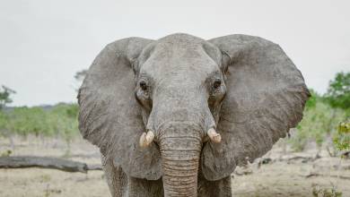 Botswana & Zimbabwe Lodge Safari