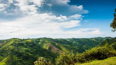 Chimps & Gorillas of Uganda