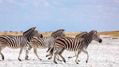Wildlife & Wilderness of Botswana
