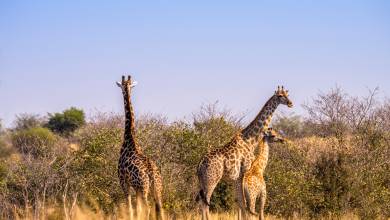 Wildlife & Wilderness of Botswana