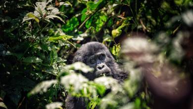 Chimps & Gorillas of Uganda
