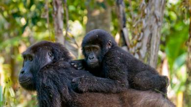 Chimps & Gorillas of Uganda