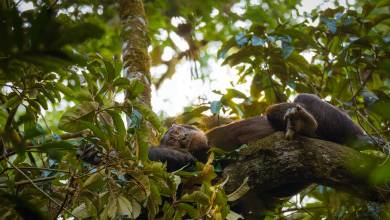 Chimps & Gorillas of Uganda