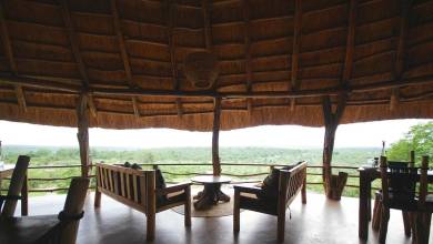 Chimps & Gorillas of Uganda