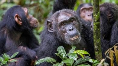 Chimps & Gorillas of Uganda
