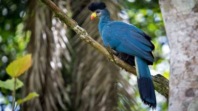 Chimps & Gorillas of Uganda