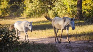 Pantanal – Land of the Jaguar