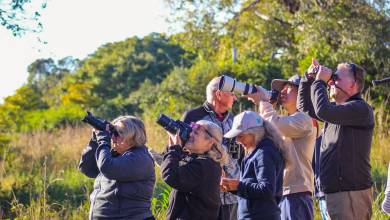 Pantanal – Land of the Jaguar