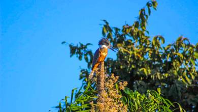 Pantanal – Land of the Jaguar