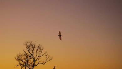 Pantanal – Land of the Jaguar