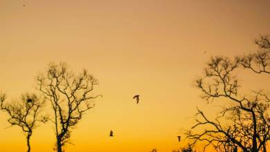 Pantanal – Land of the Jaguar