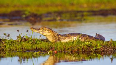 Pantanal – Land of the Jaguar