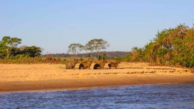 Pantanal – Land of the Jaguar