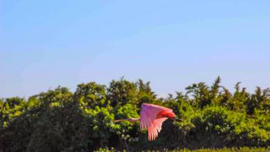 Pantanal – Land of the Jaguar