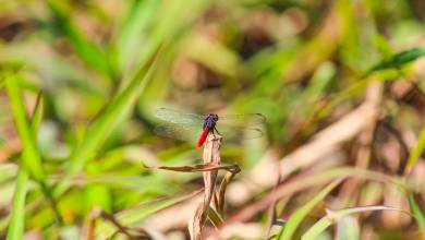 Pantanal – Land of the Jaguar
