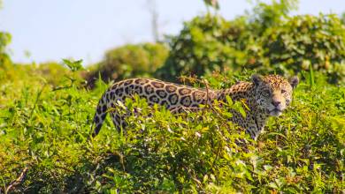 Pantanal – Land of the Jaguar