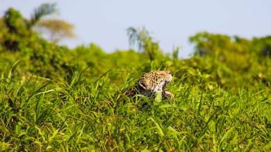 Pantanal – Land of the Jaguar