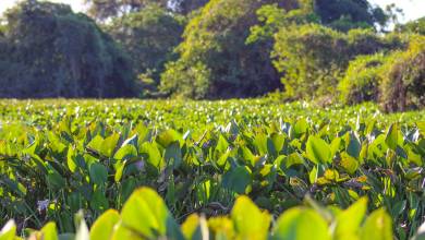 Pantanal – Land of the Jaguar