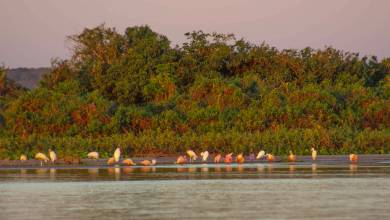 Pantanal – Land of the Jaguar