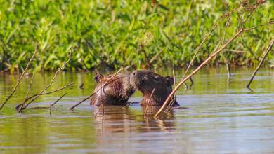 Pantanal – Land of the Jaguar