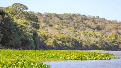 Pantanal – Land of the Jaguar