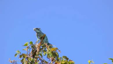 Pantanal – Land of the Jaguar