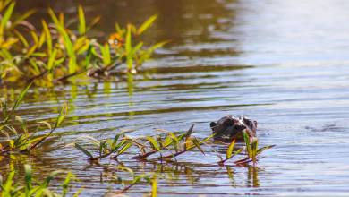 Pantanal – Land of the Jaguar